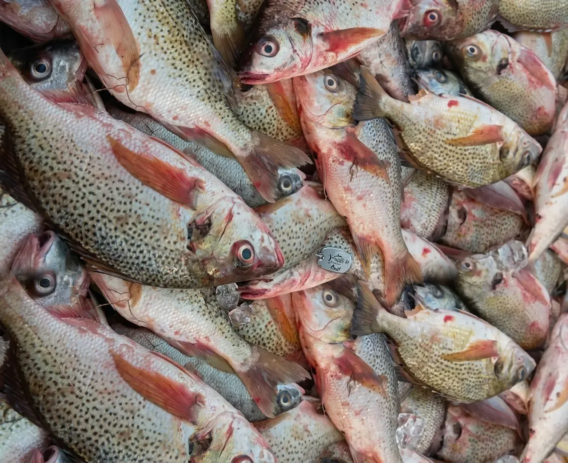 Productos del mar de la costa atlántica — Atlantique Seafood