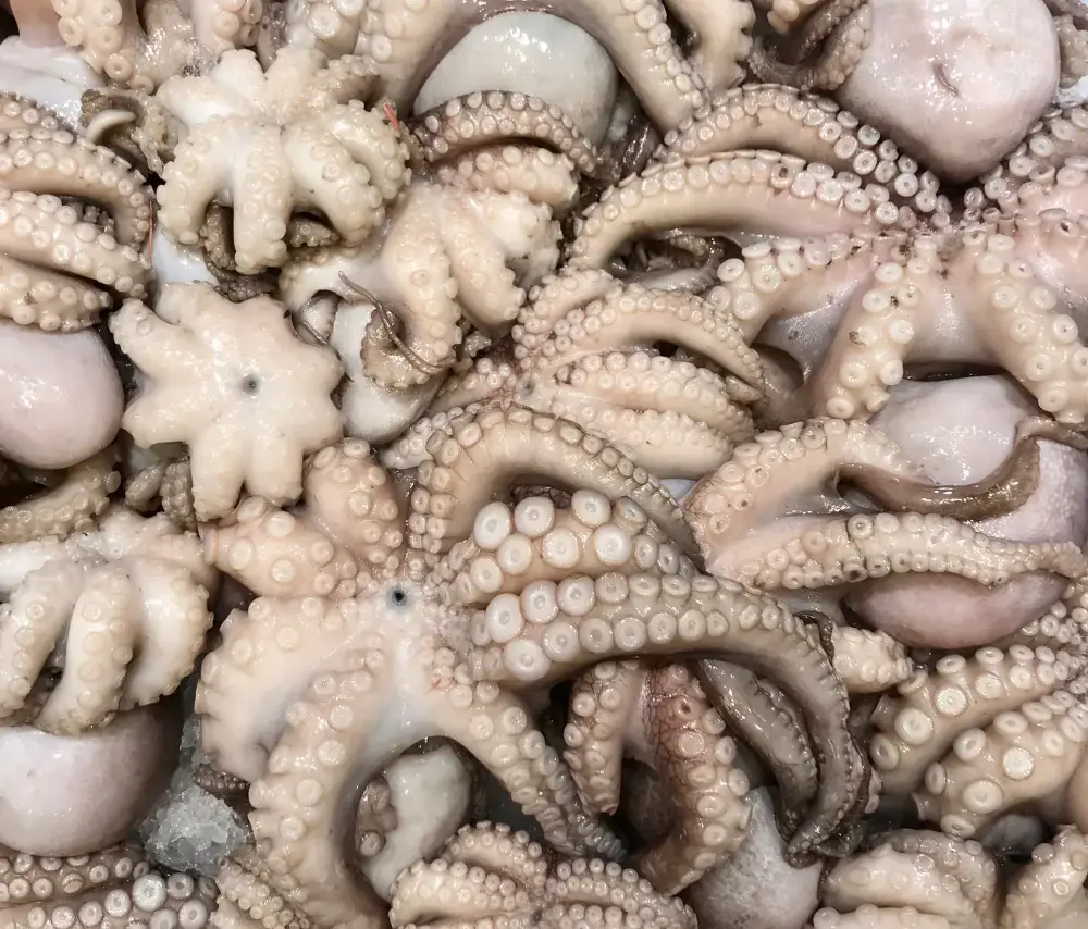 Atlantique Seafood — operaciones de productos del mar mauritano en la costa atlántica