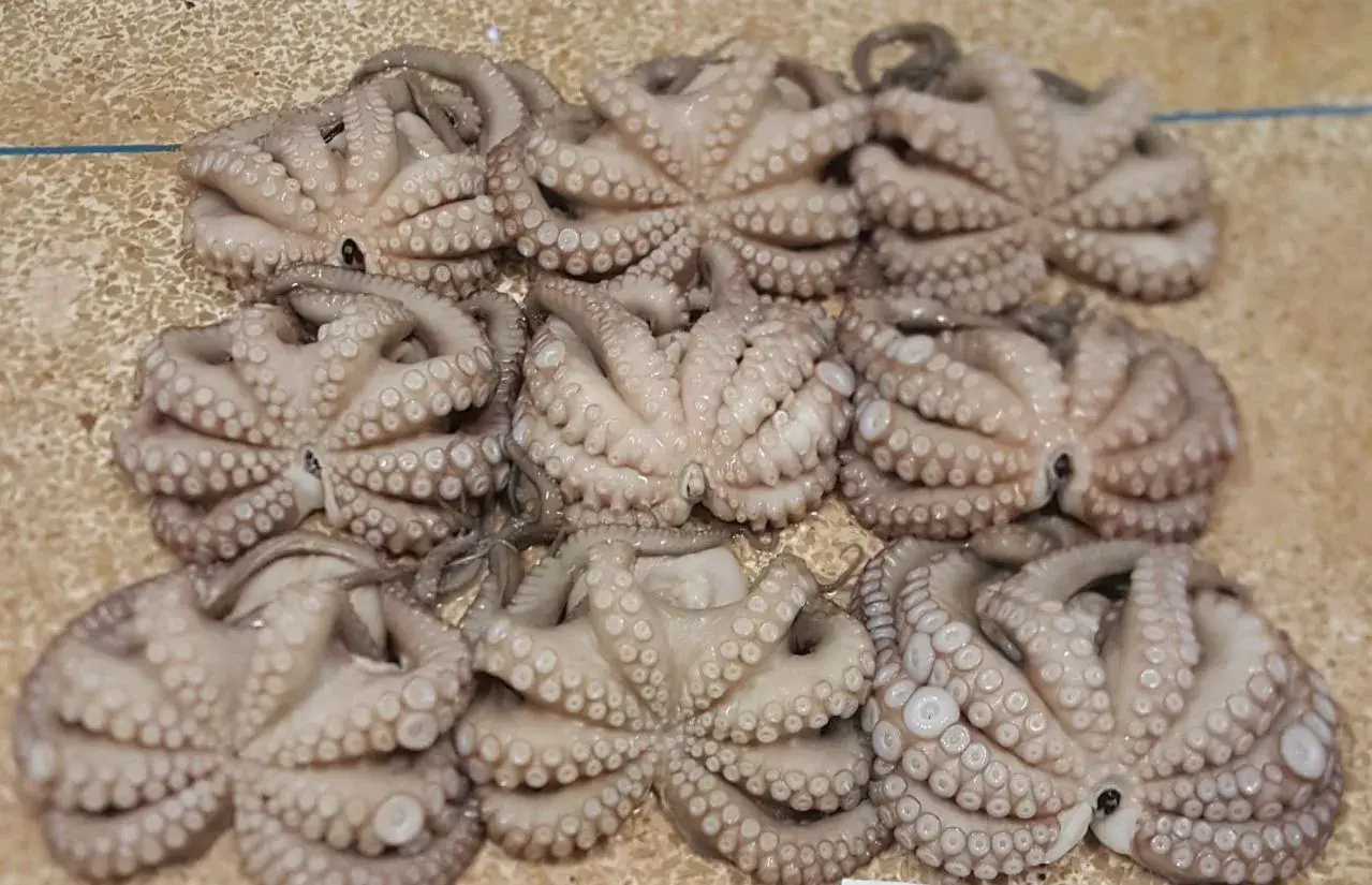 Atlantique Seafood — productos del mar de Mauritania