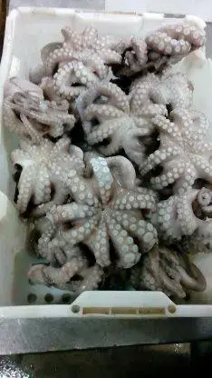 Atlantique Seafood — productos del mar de Mauritania