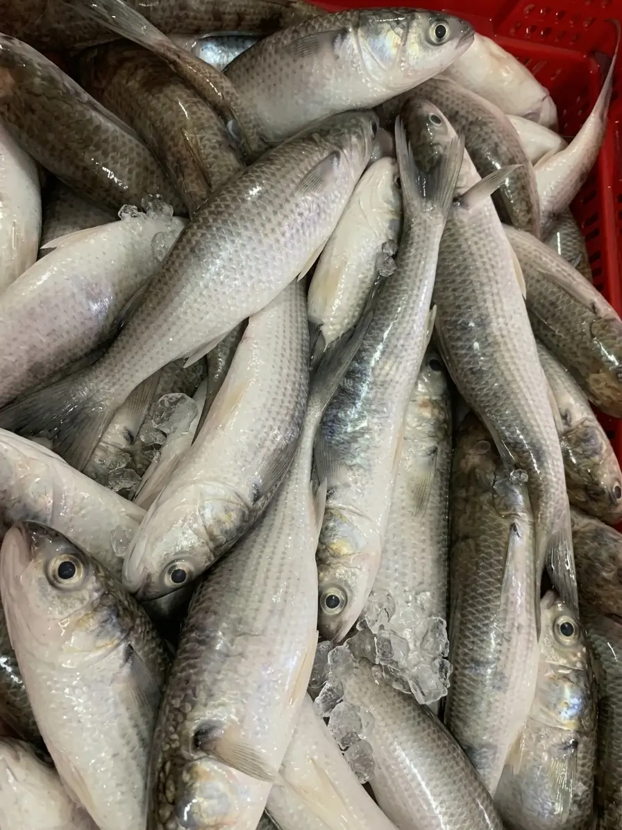 Productos del mar frescos y congelados de Mauritania — Atlantique Seafood