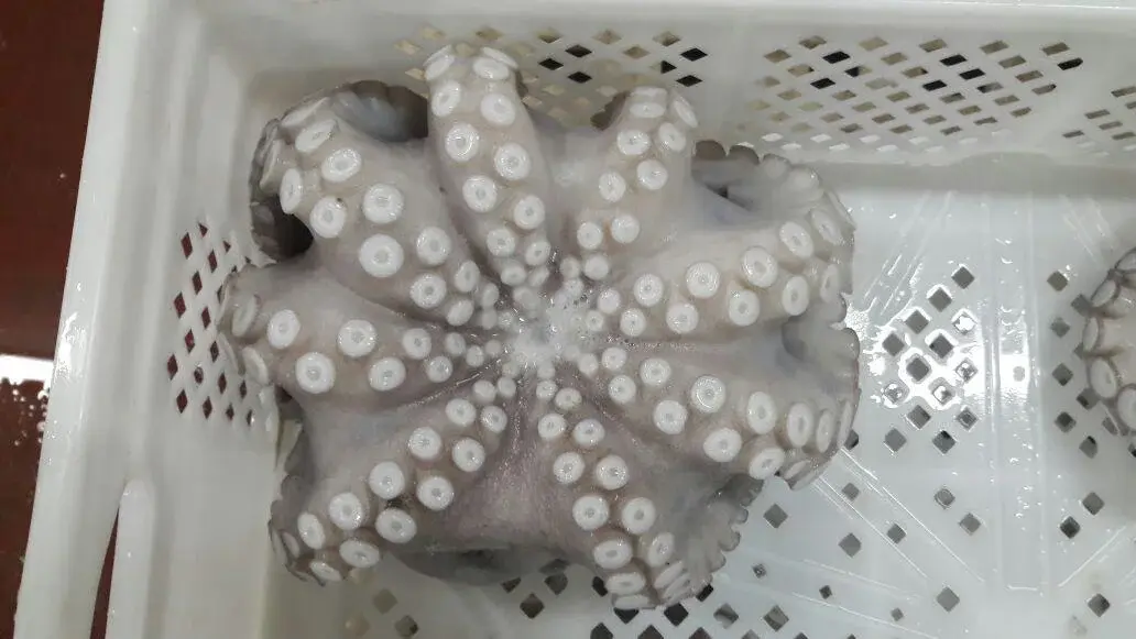 Productos del mar frescos y congelados de Mauritania — Atlantique Seafood