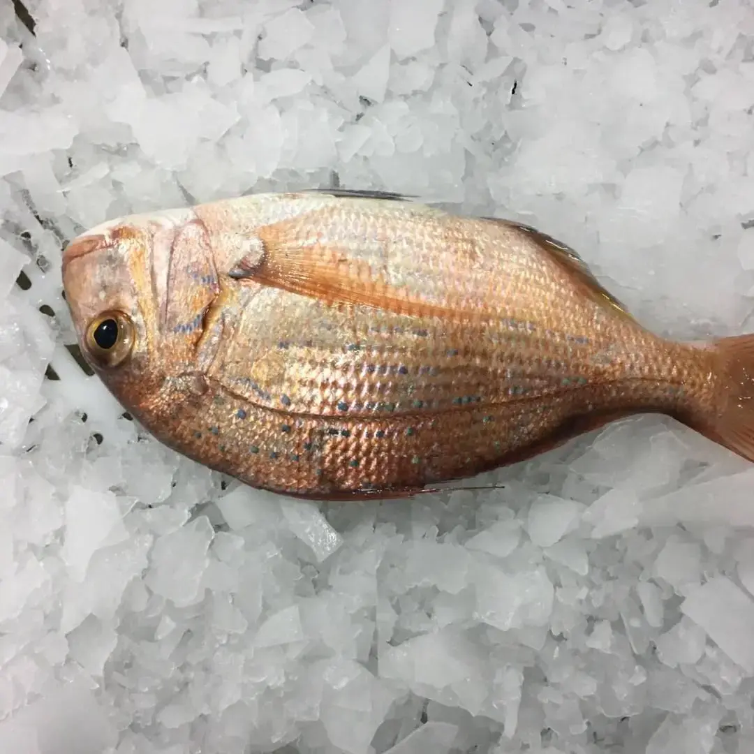 Productos del mar frescos y congelados de Mauritania — Atlantique Seafood