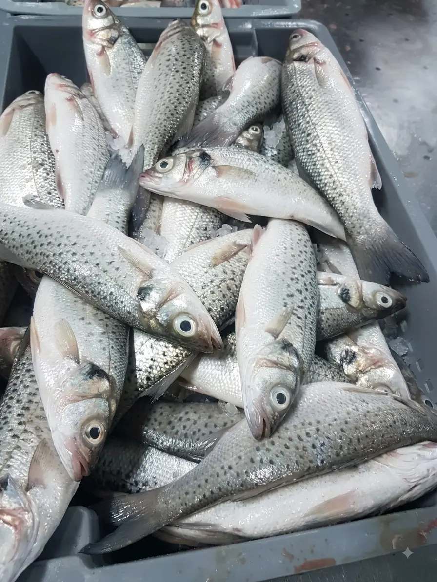 Productos del mar de Mauritania listos para exportar — Atlantique Seafood