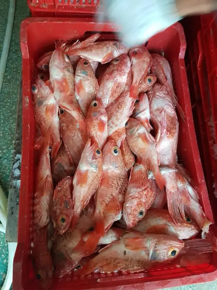 Proveedor de productos del mar en Mauritania — Atlantique Seafood