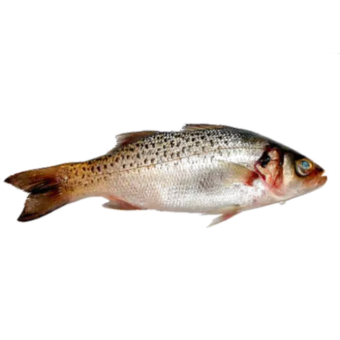 Lubina pintada — Atlantique Seafood