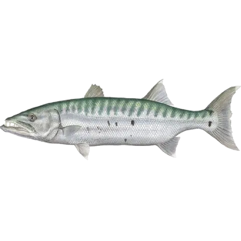 Barracuda — Atlantique Seafood