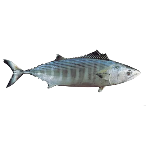 Bonito de dorso rayado — Atlantique Seafood
