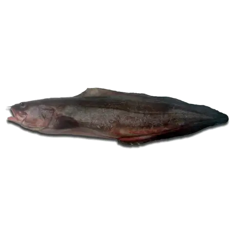 Brótola — Atlantique Seafood