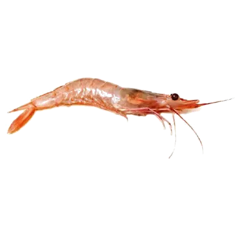 Langostino — Atlantique Seafood