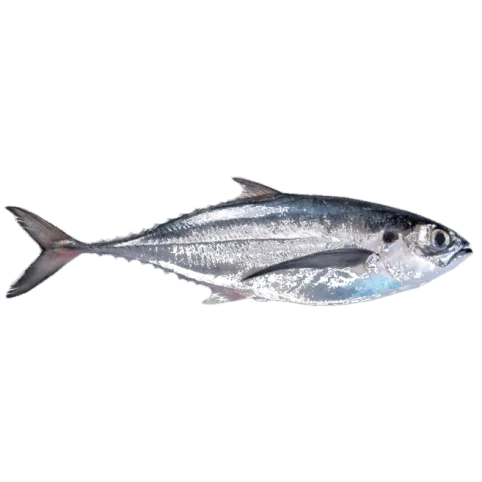Common Chinchard — Atlantique Seafood