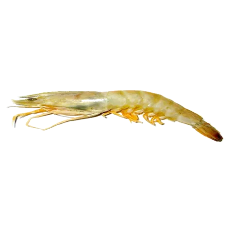 Gamba rosada — Atlantique Seafood