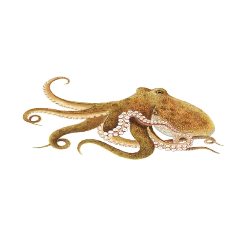 Pulpo — Atlantique Seafood